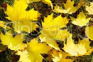 yellow maple leaves on green grass in autumn