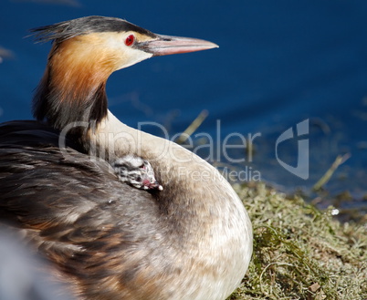Crested grebe, podiceps cristatus, duck and baby