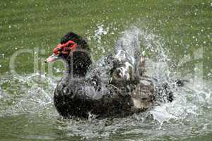 Black muscovy duck, cairina moschata