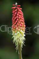 Tritoma, red hot poker, torch lily, knofflers or poker plant, kniphofia