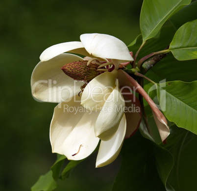 Egg magnolia, m. liliifera