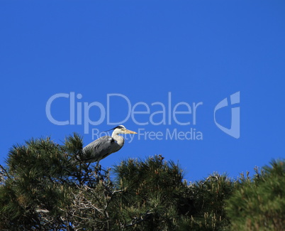 Grey heron, ardea cinerea, in a tree