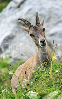 Female wild alpine, capra ibex, or steinbock portrait