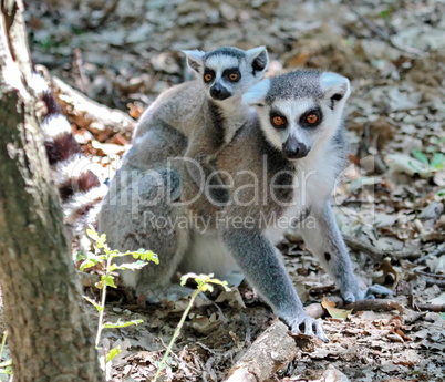 Ring-tailed lemur, lemur catta, baby and mum