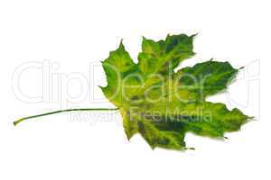 Multicolor maple-leaf