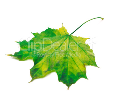 Yellowed maple leaf