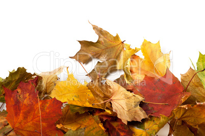 Autumn maple-leaf background