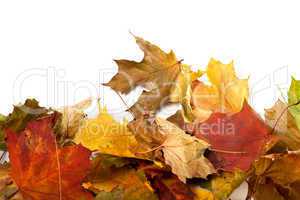 Autumn maple-leaf background