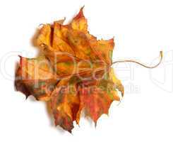 Yellowed autumn maple-leaf on white background