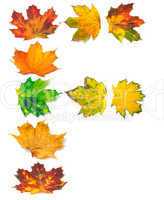 Letter F composed of autumn maple leafs