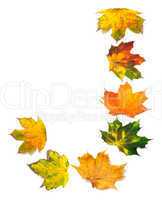 Letter J composed of autumn maple leafs