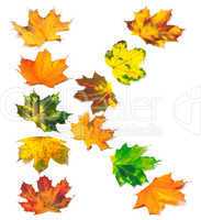 Letter K composed of autumn maple leafs