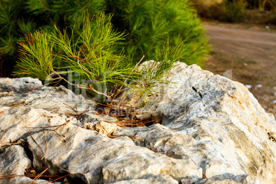 Young pine tree on a rock