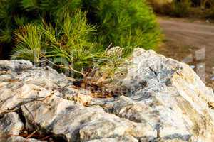 Young pine tree on a rock