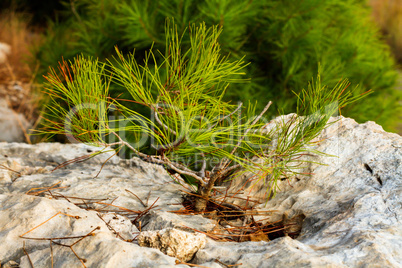 Young pine tree on a rock