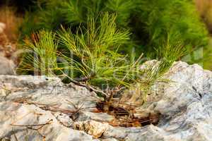 Young pine tree on a rock
