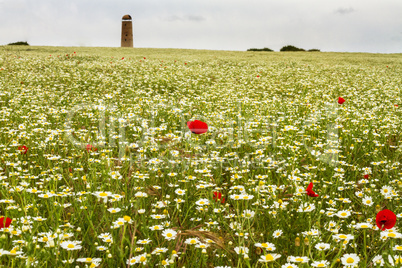 Wild red poppy and white daisy flowers .