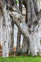 Giant ficus in the park. Israel.