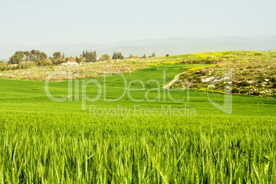 Wheat field and countryside scenery .