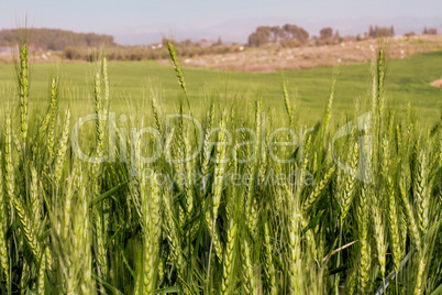Wheat field and countryside scenery .