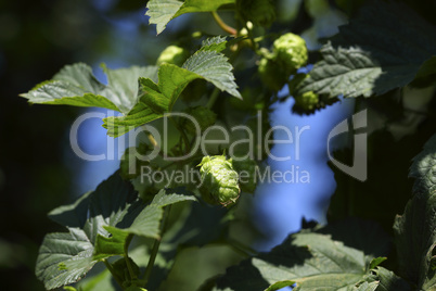 Cultivation of hops