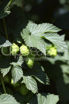 Cultivation of hops