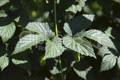 Cultivation of hops