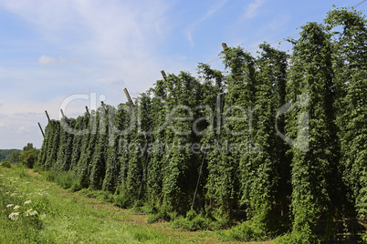 Cultivation of hops