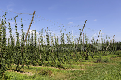 Cultivation of hops