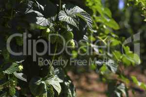 Cultivation of hops