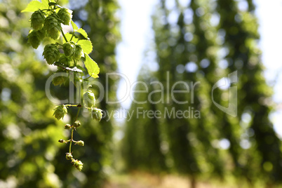 Cultivation of hops