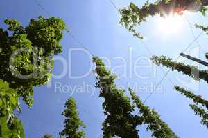 Cultivation of hops