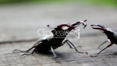 Stag beetle crawling on a tree trunk.Insect stag beetle.