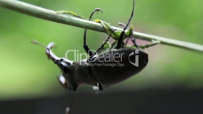 Stag beetle hanging on a branch.Insect stag beetle.