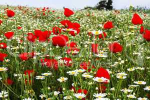 Wild red poppy and white daisy flowers .