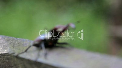 Stag beetle crawling on the table.Insect stag beetle.