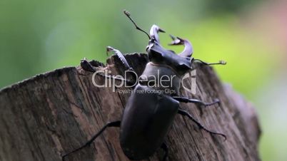 Stag beetle crawling on a tree trunk.Insect stag beetle.