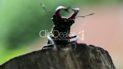 Great horned beetle flies. Stag beetle crawling on a tree trunk.Insect stag beetle.
