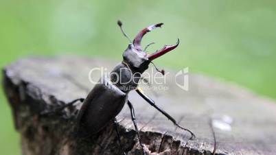 Stag beetle crawling on a tree trunk.Insect stag beetle.