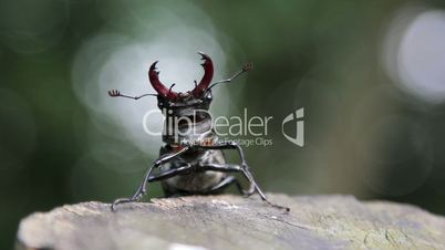 Stag beetle crawling on a tree trunk.Insect stag beetle.