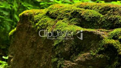 Mossy stone in the forest (move).Moss covered rocks.Camera movement.