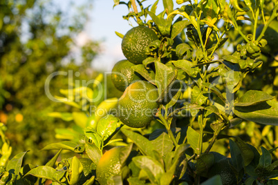 Tangerines