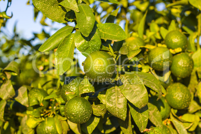 Tangerines