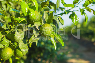 Tangerines