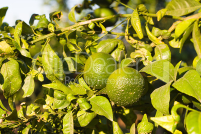 Tangerines