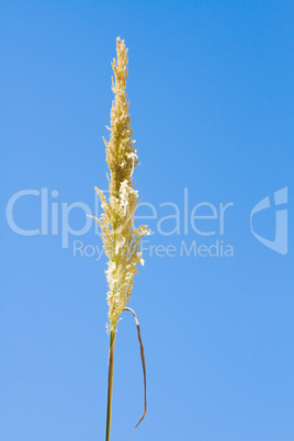 Beautiful photo reed against the blue sky