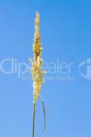 Beautiful photo reed against the blue sky
