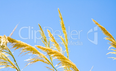 Beautiful photo reed against the blue sky