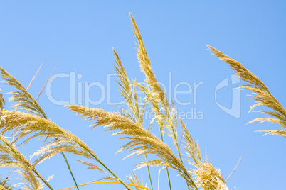 Beautiful photo reed against the blue sky