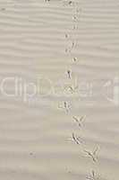footprints in the sand of a bird